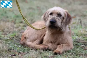 Read more about the article Criadores de Rauhhaarbracke da Estíria e cachorros na Baviera