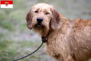 Read more about the article Criadores de Rauhhaarbracke da Estíria e cachorros em Brandenburgo