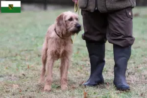 Read more about the article Criadores de Rauhhaarbracke da Estíria e cachorros na Saxónia
