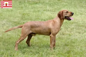 Read more about the article Criadores de Rauhhaarbracke da Estíria e cachorros em Bremen