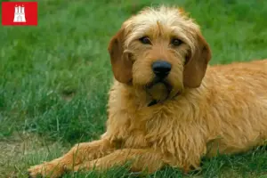 Read more about the article Criadores de Rauhhaarbracke da Estíria e cachorros em Hamburgo