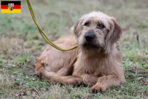 Read more about the article Criadores de Rauhhaarbracke da Estíria e cachorros no Sarre