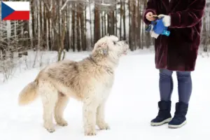 Read more about the article Criador de Ovtcharka do Sul da Rússia e cachorros na República Checa