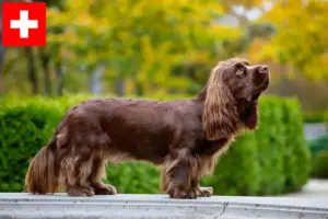 Read more about the article Criadores de Sussex Spaniel e cachorros na Suíça