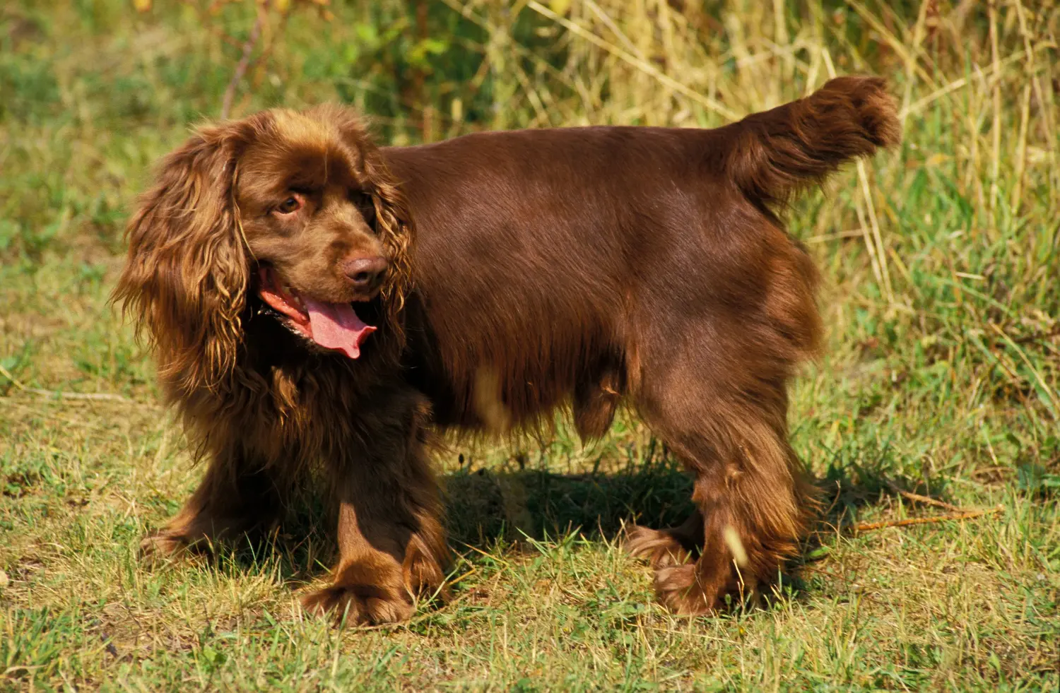 Comprar um cachorro Sussex spaniel significa assumir responsabilidades! Comprar cachorros Sussex spaniel.
