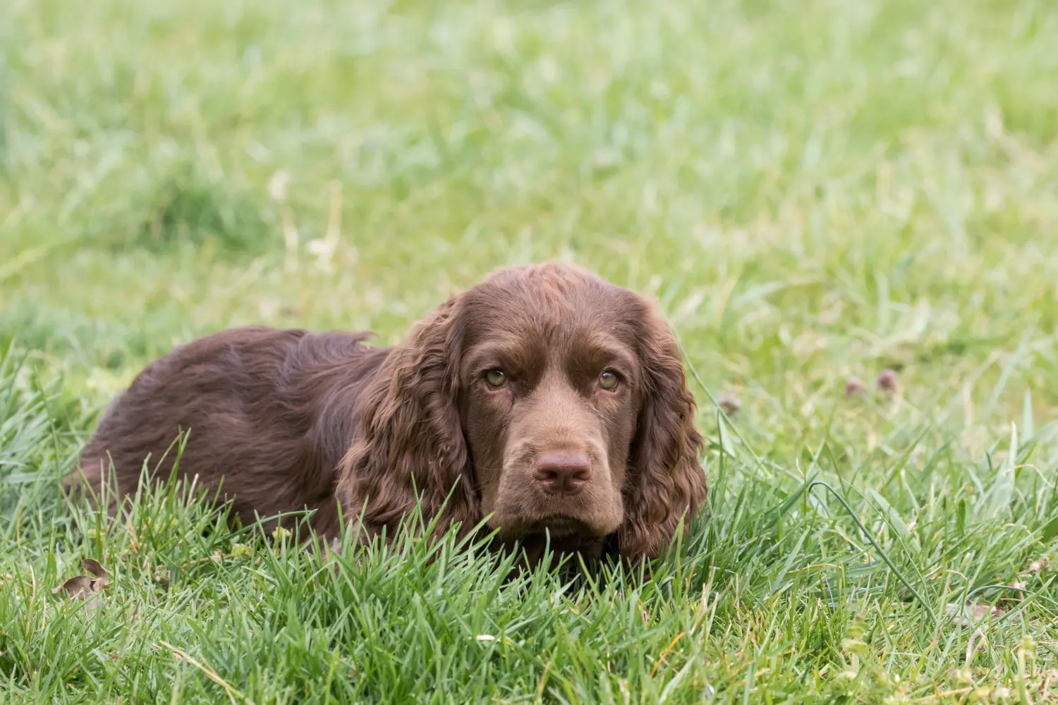 Comprar um cachorro Sussex spaniel significa assumir responsabilidades! Comprar cachorros Sussex spaniel.