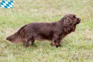 Read more about the article Criadores de Sussex-Spaniel e cachorros na Baviera