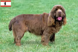 Read more about the article Criador de Sussex-Spaniel e cachorros em Berlim