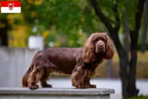 Read more about the article Criadores de Sussex-Spaniel e cachorros em Brandenburg