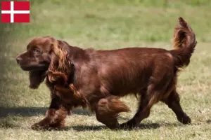 Read more about the article Criadores de Sussex Spaniel e cachorros na Dinamarca