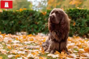 Read more about the article Criador de Sussex-Spaniel e cachorros em Hamburgo