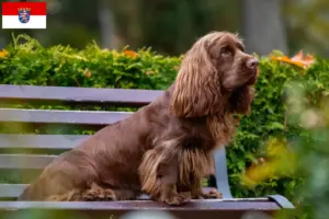Read more about the article Criadores de Sussex-Spaniel e cachorros em Hessen