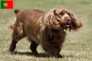 Read more about the article Criadores de Sussex Spaniel e cachorros em Portugal