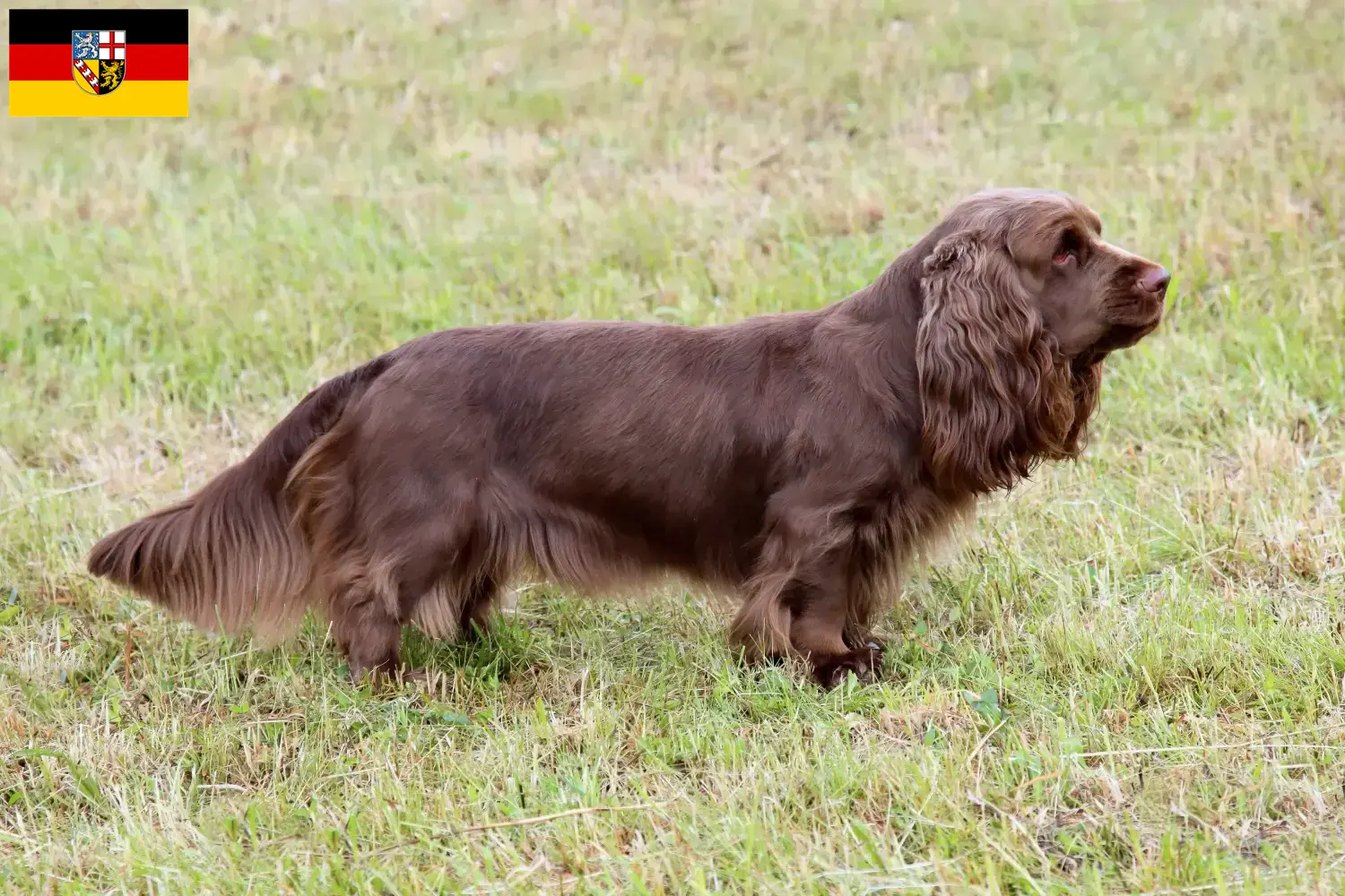 Read more about the article Criadores de Sussex-Spaniel e cachorros em Saarland