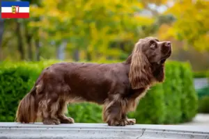 Read more about the article Criadores de Sussex-Spaniel e cachorros em Schleswig-Holstein