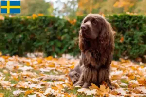 Read more about the article Criadores de Sussex spaniel e cachorros na Suécia