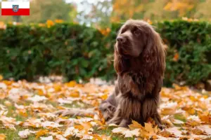 Read more about the article Criadores de Sussex-Spaniel e cachorros na Turíngia