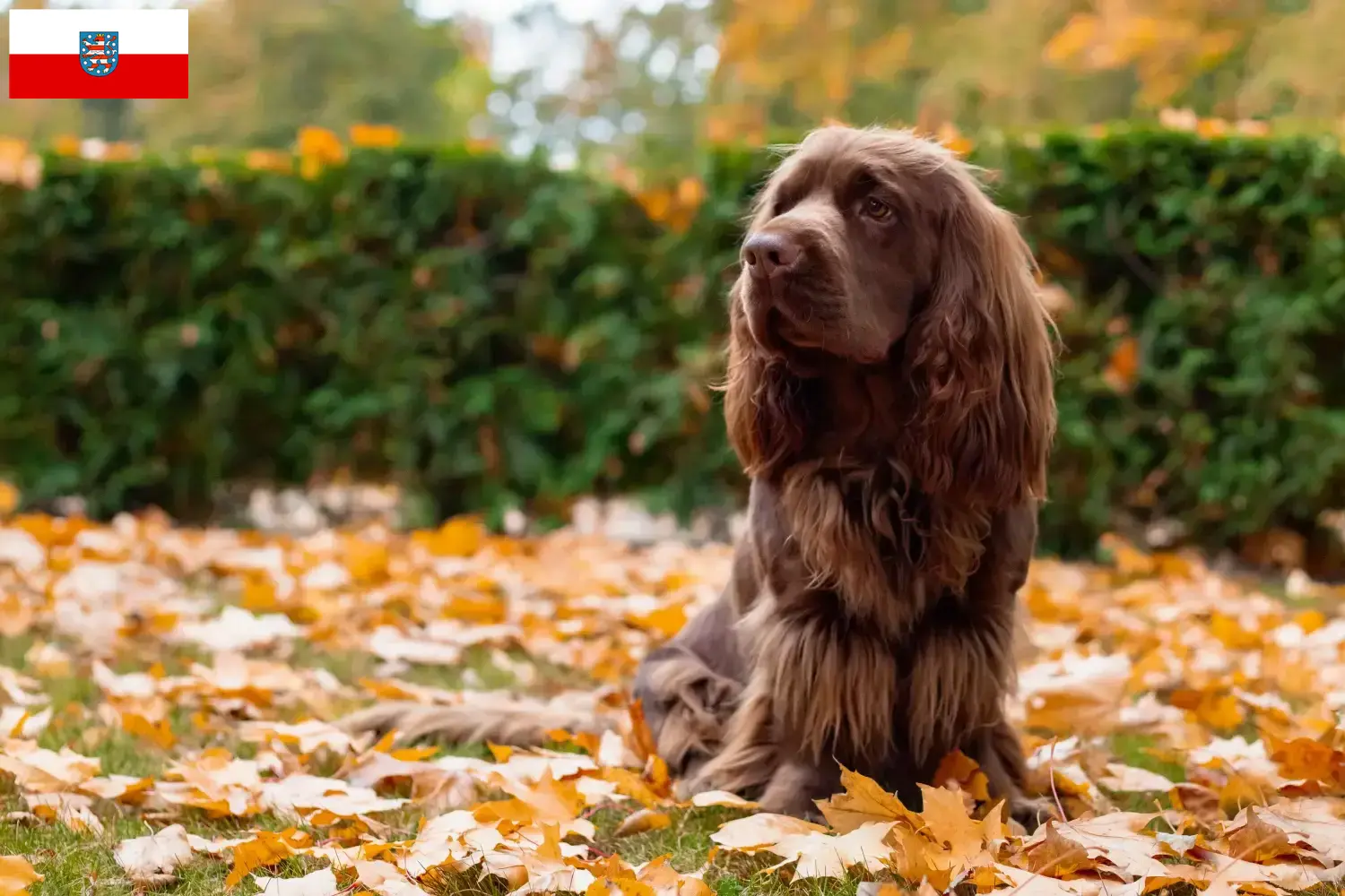 Read more about the article Criadores de Sussex-Spaniel e cachorros na Turíngia