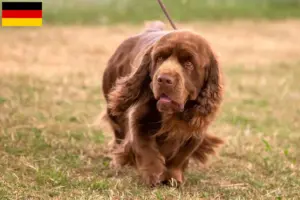 Read more about the article Criadores de Sussex-Spaniel e cachorros na Alemanha