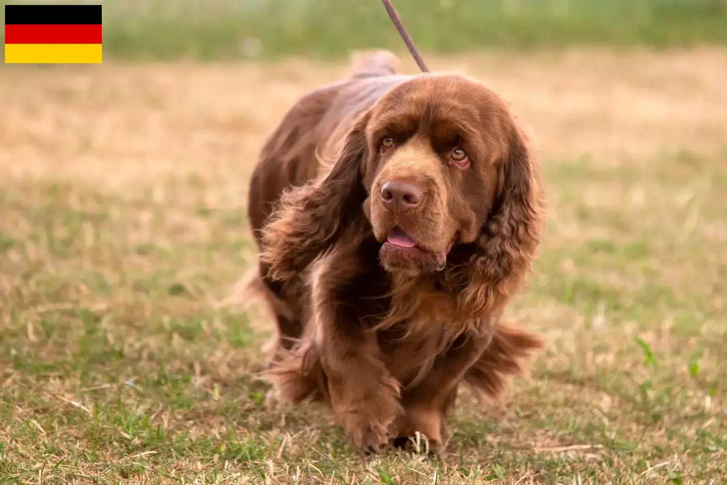 Read more about the article Criadores de Sussex-Spaniel e cachorros na Alemanha