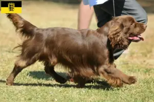 Read more about the article Criadores de Sussex-Spaniel e cachorros em Baden-Württemberg