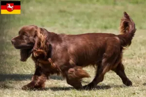 Read more about the article Criadores de Sussex-Spaniel e cachorros na Baixa Saxónia