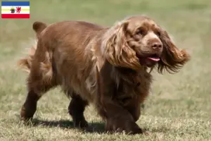 Read more about the article Criadores de Sussex-Spaniel e cachorros em Mecklenburg-Vorpommern