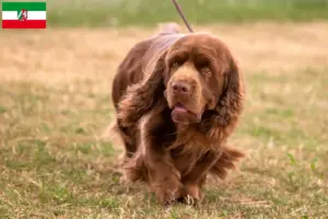 Read more about the article Criadores de Sussex-Spaniel e cachorros na Renânia do Norte-Vestefália