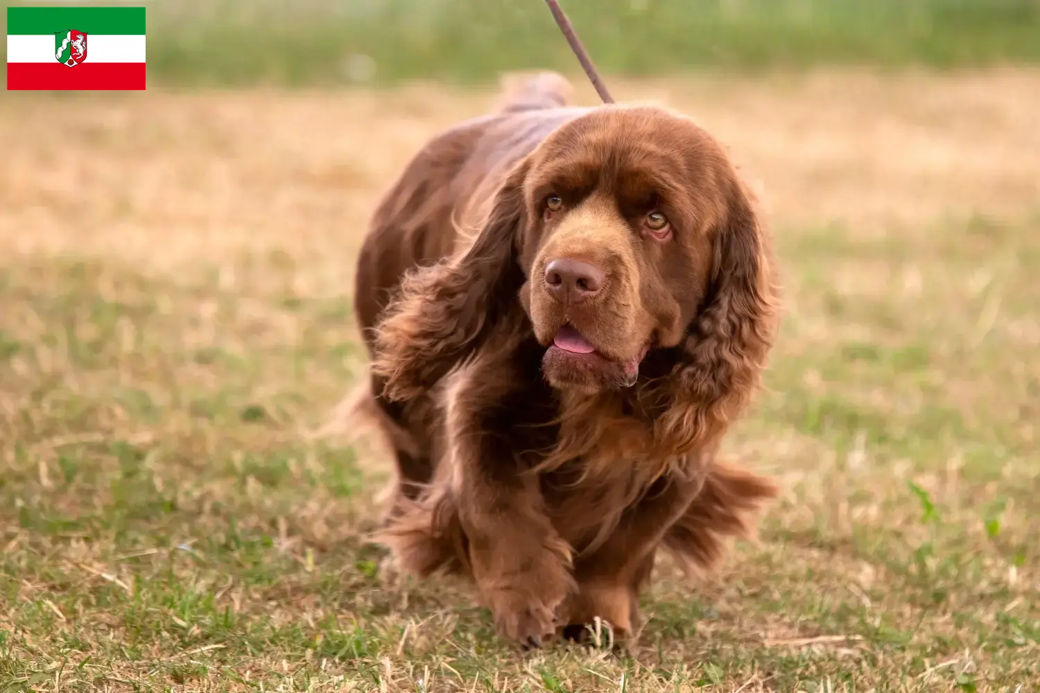Read more about the article Criadores de Sussex-Spaniel e cachorros na Renânia do Norte-Vestefália