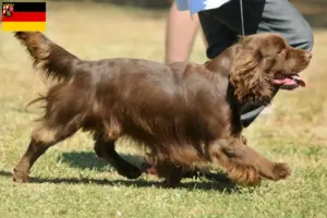 Read more about the article Criadores de Sussex-Spaniel e cachorros em Renânia-Palatinado