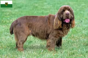 Read more about the article Criadores de Sussex-Spaniel e cachorros em Saxónia