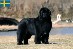 Read more about the article Criadores de Terra Nova e cachorros na Suécia