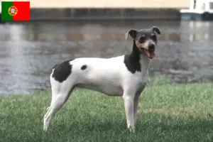 Read more about the article Criador de Terrier Brasileiro e cachorros em Portugal
