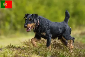 Read more about the article Criador de Terrier Alemão de Caça e cachorros em Portugal