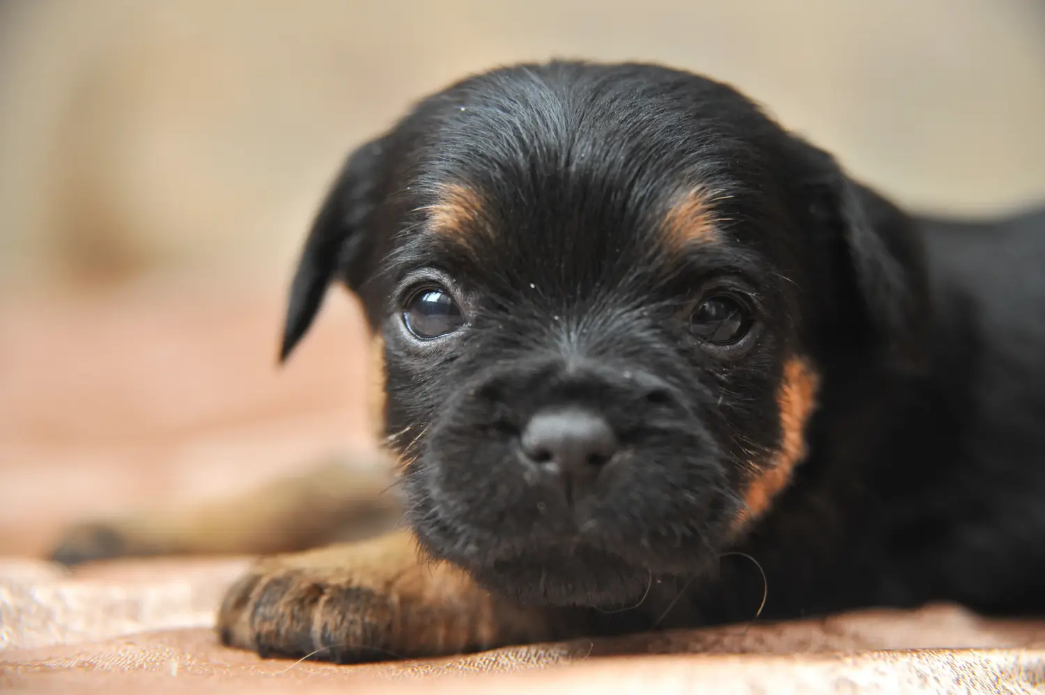 Comprar um cachorro Terrier Alemão de Caça significa assumir responsabilidades! Comprar cachorros Terrier de caça alemão.