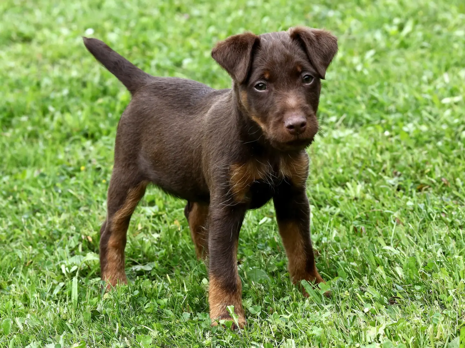 Comprar um cachorro Terrier Alemão de Caça significa assumir responsabilidades! Comprar cachorros Terrier de caça alemão.