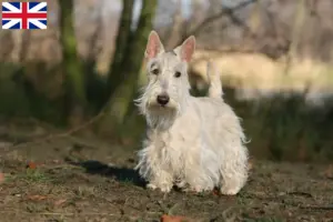 Read more about the article Criadores de Scottish Terrier e cachorros na Grã-Bretanha