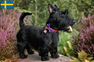 Read more about the article Criadores de Scottish Terrier e cachorros na Suécia