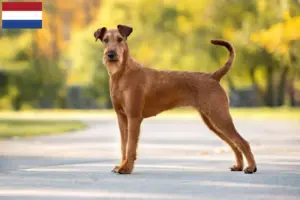 Read more about the article Criadores de Irish Terrier e cachorros nos Países Baixos