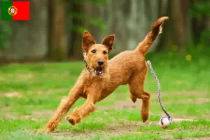 Read more about the article Criadores de Irish Terrier e cachorros em Portugal