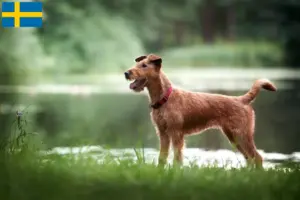 Read more about the article Criadores de Irish Terrier e cachorros na Suécia