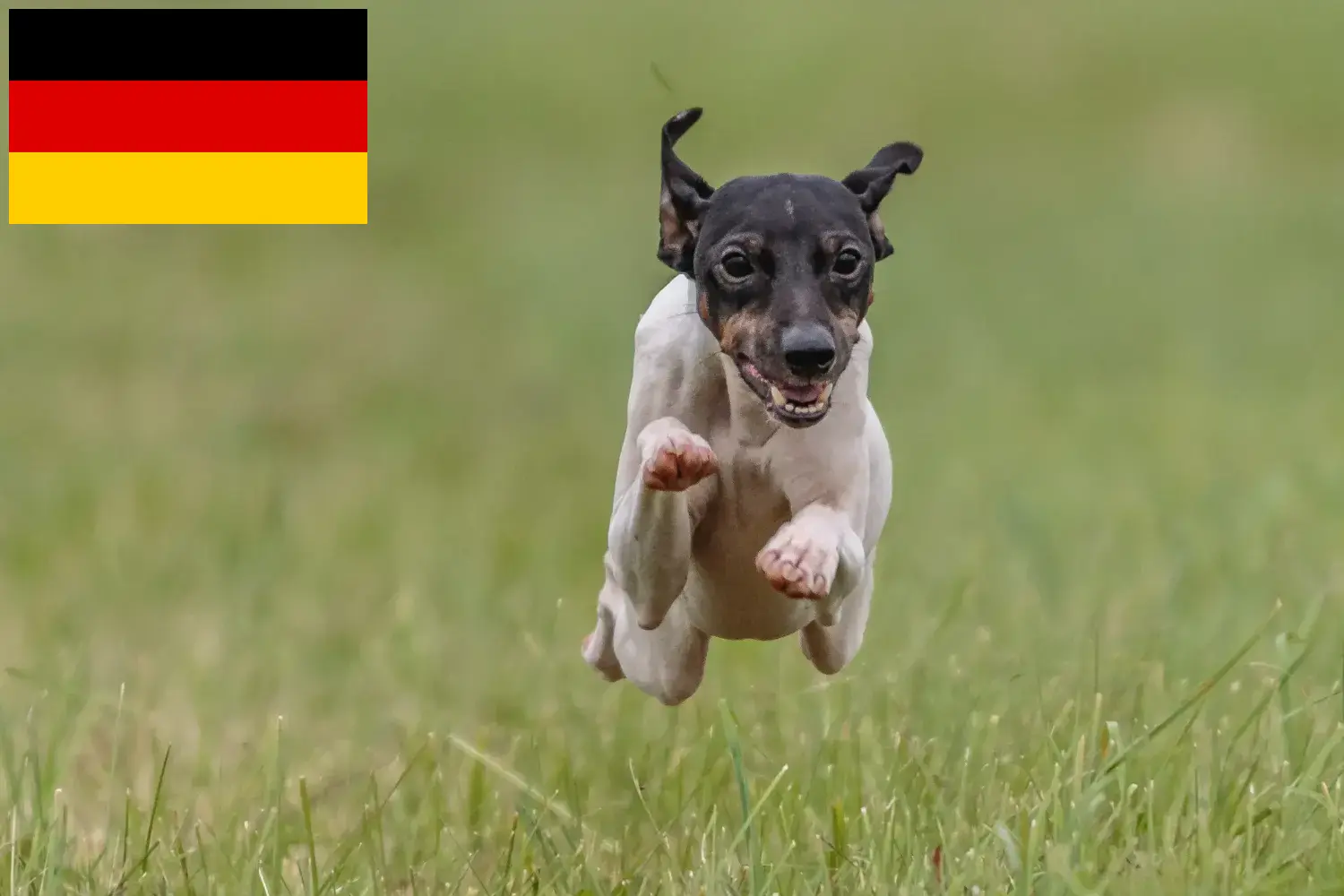 Read more about the article Criadores de Terrier Japonês e cachorros na Alemanha
