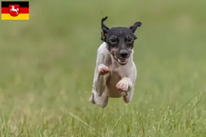 Read more about the article Criadores de Terrier Japonês e cachorros na Baixa Saxónia