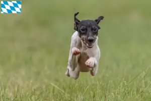 Read more about the article Criadores de Terrier Japonês e cachorros em Bavaria
