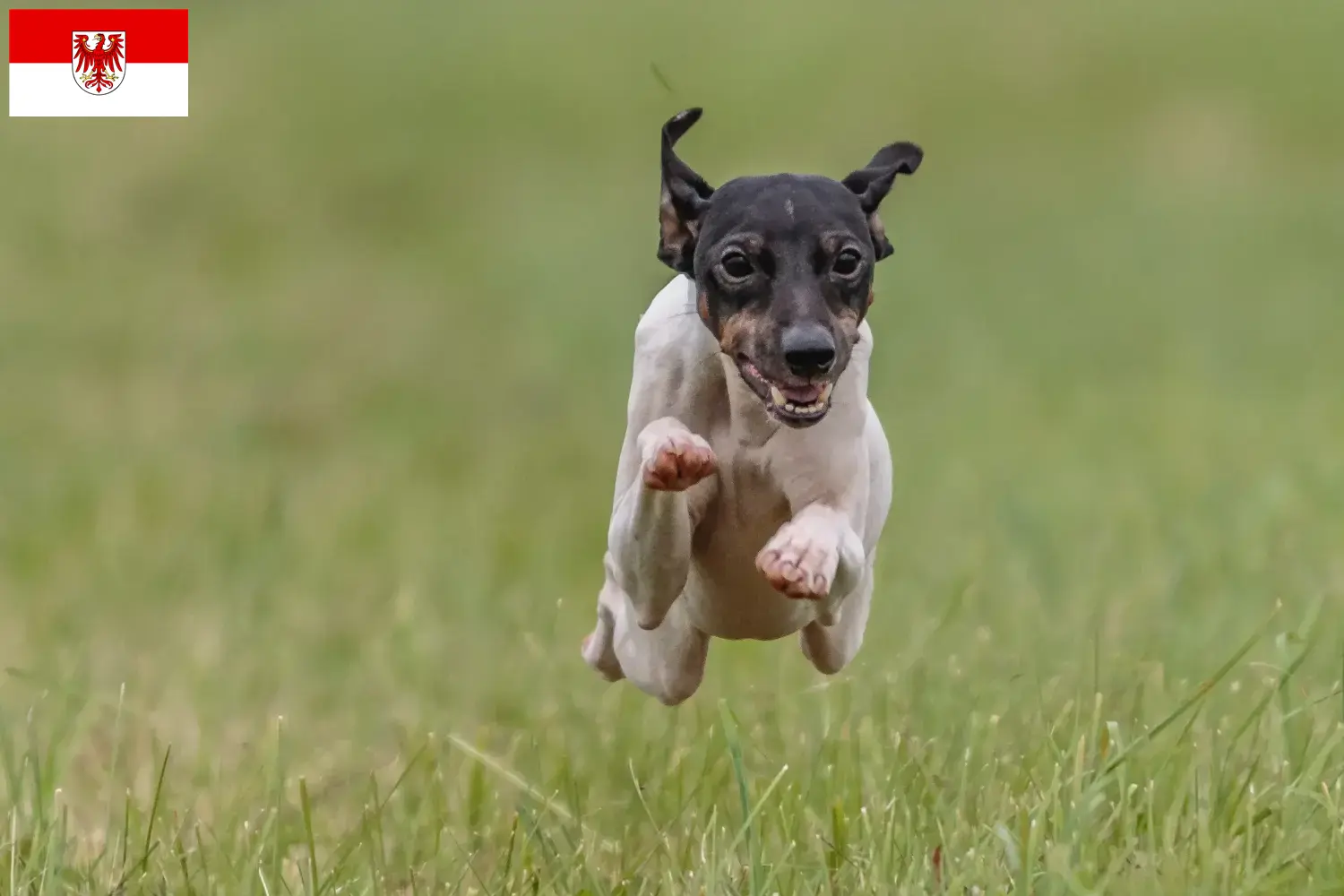 Read more about the article Criadores de Terrier Japonês e cachorros em Brandenburg