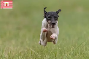 Read more about the article Criador de Terrier Japonês e cachorros em Bremen