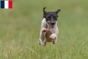 Read more about the article Criadores de Terrier Japonês e cachorros em França
