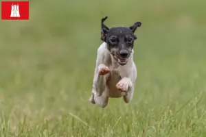 Read more about the article Criador de Terrier Japonês e cachorros em Hamburgo