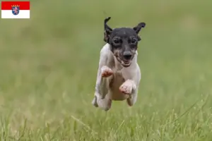 Read more about the article Criadores de Terrier Japonês e cachorros em Hessen