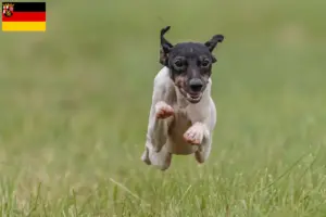 Read more about the article Criadores de Terrier Japonês e cachorros em Renânia-Palatinado